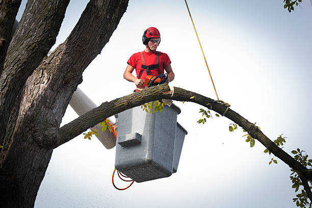 Best Hazardous Tree Removal  in Fairview, NY